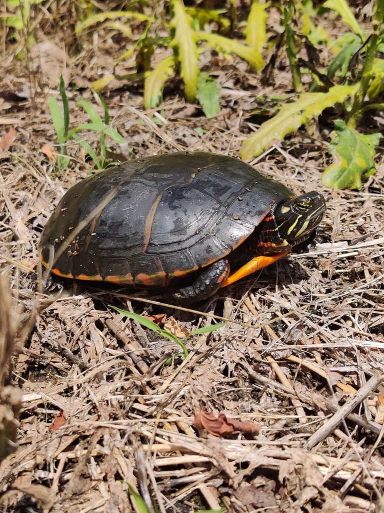 Eastern Painted Turtle from New Castle, Delaware, United States on June ...