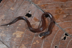 Aspidomorphus lineaticollis