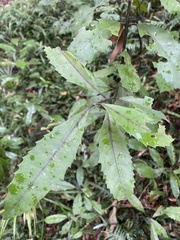 Elaeocarpus dentatus