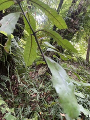 Elaeocarpus dentatus