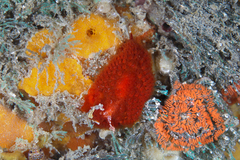 Madrella ferruginosa