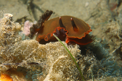 Dendrodoris arborescens