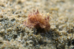Goniodoris meracula