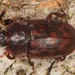 Phenolia grossa - Photo (c) Jason M Crockwell, some rights reserved (CC BY-NC-ND), uploaded by Jason M Crockwell