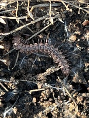 Nearctodesmidae