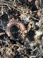 Nearctodesmidae