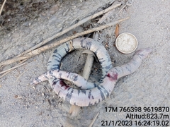 Amphisbaena fuliginosa bassleri