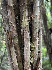 Urera baccifera