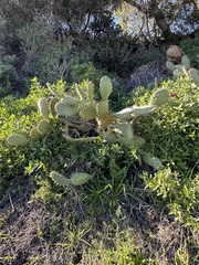 Opuntia littoralis