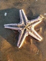 Astropecten verrilli