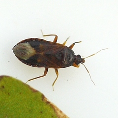 Lyctocoris campestris