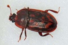 Phenolia grossa