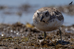 Hemigrapsus crenulatus