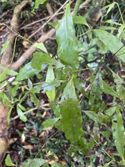 Beilschmiedia tawa