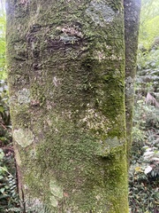 Beilschmiedia tawa