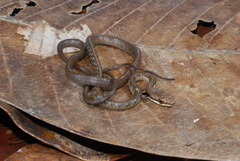 Dendrelaphis calligaster