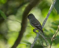 Empidonax flaviventris