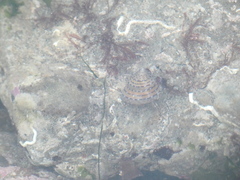 Calliostoma tricolor