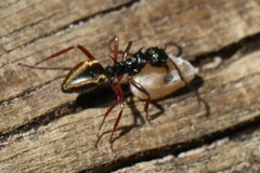 Dolichoderus doriae