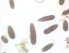 Berkleasmium concinnum