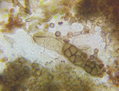 Berkleasmium concinnum