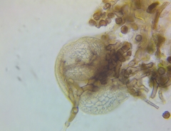 Berkleasmium concinnum