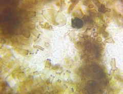 Berkleasmium concinnum