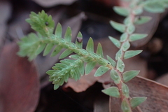 Selaginella pallescens