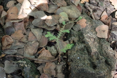 Selaginella pallescens