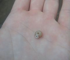 Daedalochila mooreana