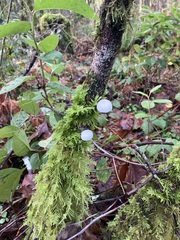 Marasmiellus candidus