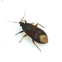 Lyctocoris campestris
