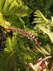 Phytolacca rivinoides
