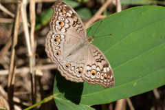 Junonia atlites atlites