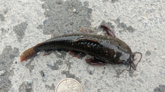 Callichthyinae