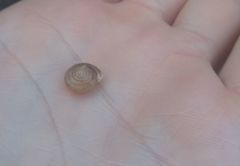 Daedalochila mooreana