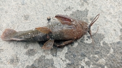Callichthyinae