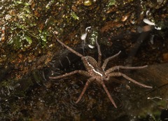 Dolomedes