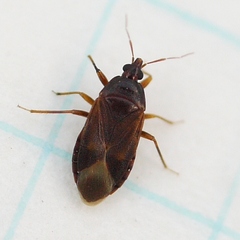 Lyctocoris campestris