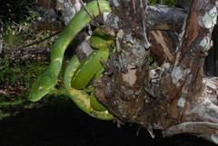 Morelia viridis