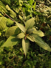 Phytolacca rivinoides