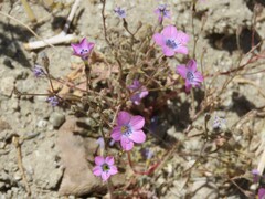 Gilia cana