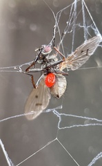 Anthomyia punctipennis