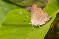 Arhopala atrax