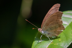Tanaecia cocytus
