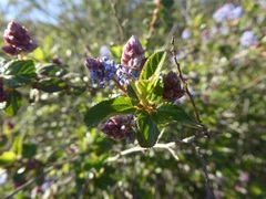 Ceanothus tomentosus