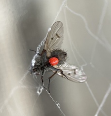 Anthomyia punctipennis