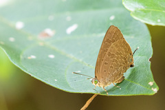 Arhopala