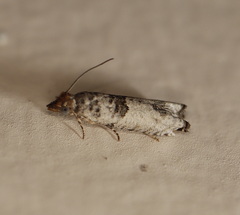 Spilonota constrictana
