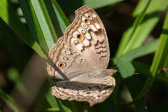 Junonia atlites atlites